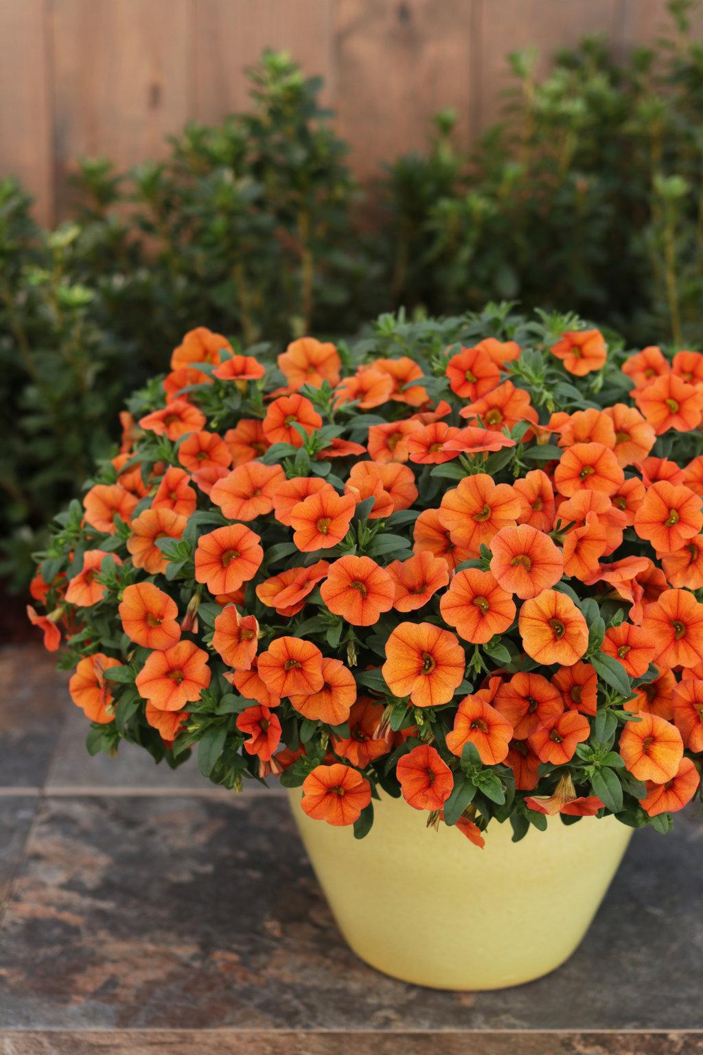 Superbells® Dreamsicle® Calibrachoa| Proven Winners®