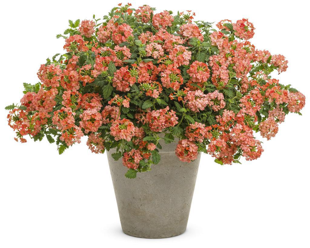 Superbena® Peachy Keen Verbena | Proven Winners®