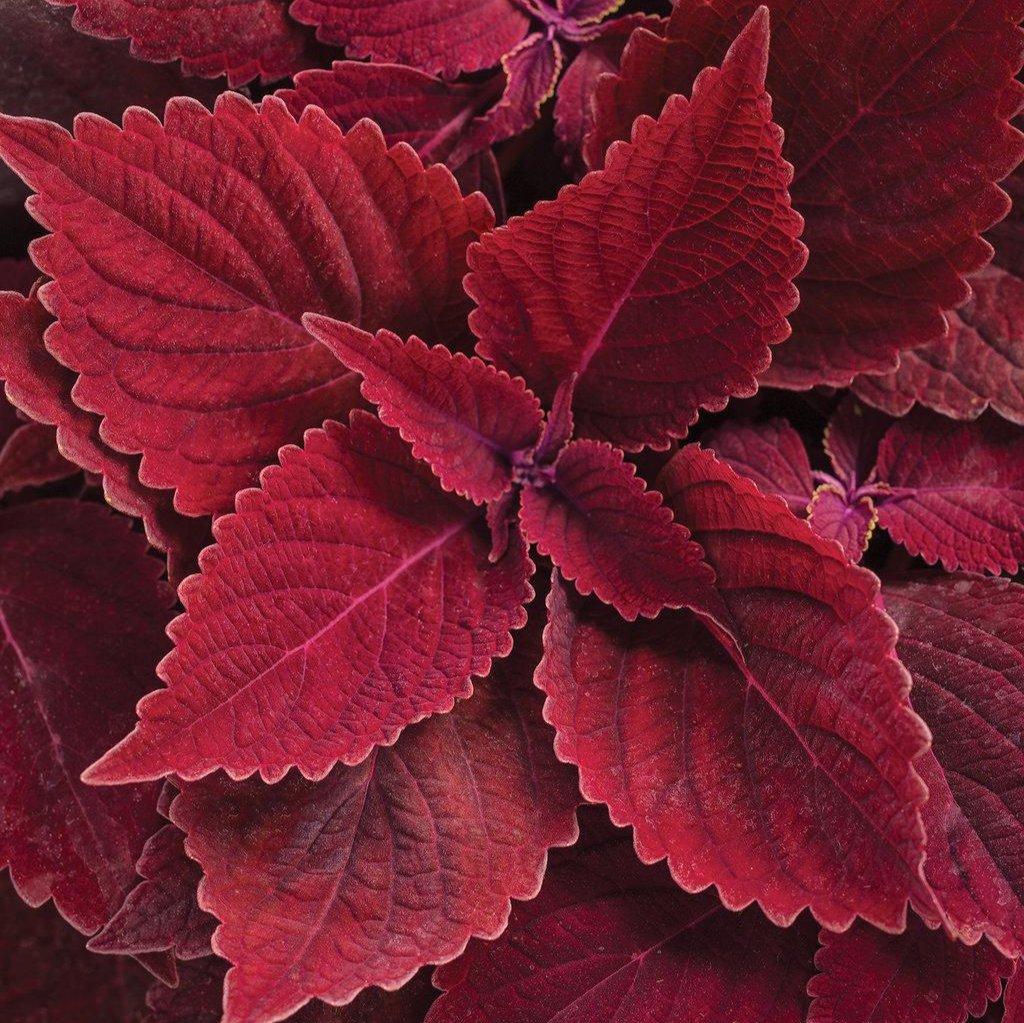 ColorBlaze® Rediculous® Coleus | Proven Winners®