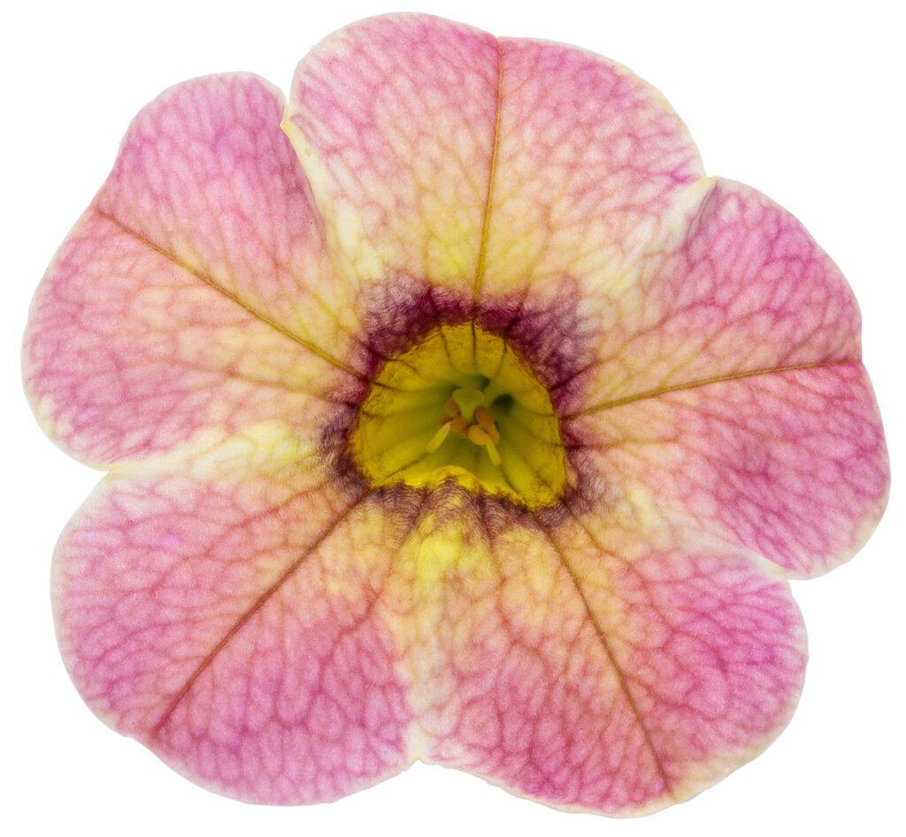 Superbells Magic® Pink Lemonade Calibrachoa | Proven Winners®