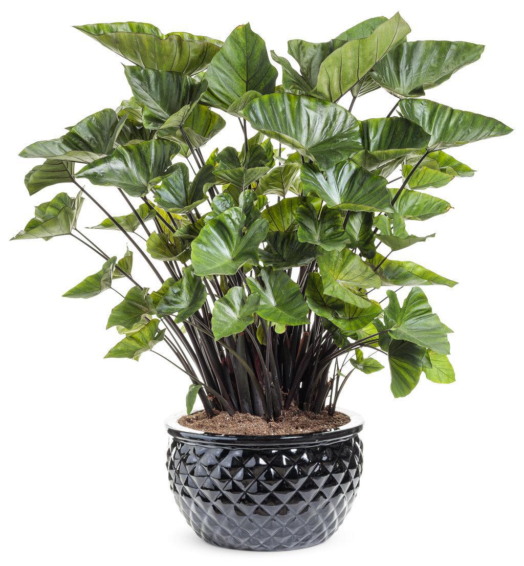 Coffee Cups Elephant's Ear Colocasia | Proven Winners®