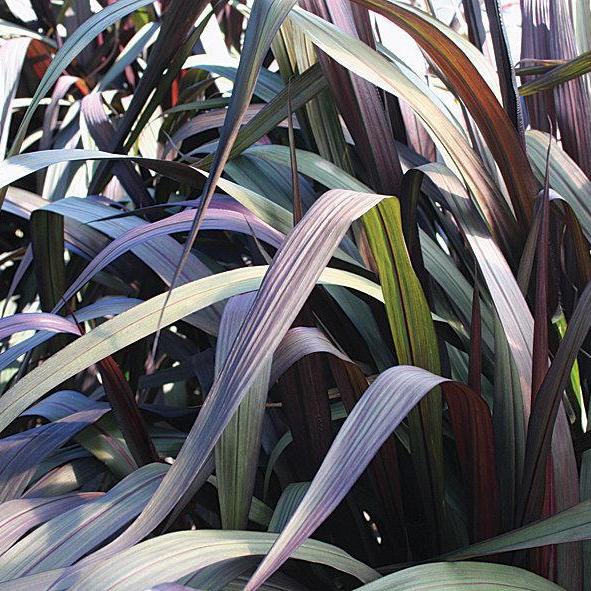Graceful Grasses® Vertigo® Purple Fountain Grass | Proven Winners®