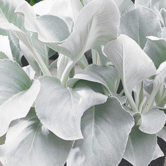 Angel Wings® Senecio