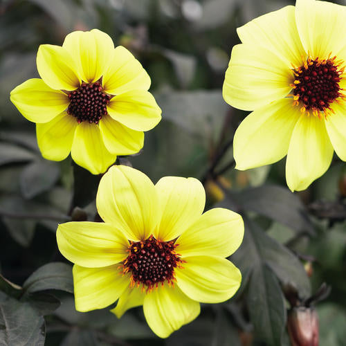 Mystic Illusion Dahlia | Proven Winners®