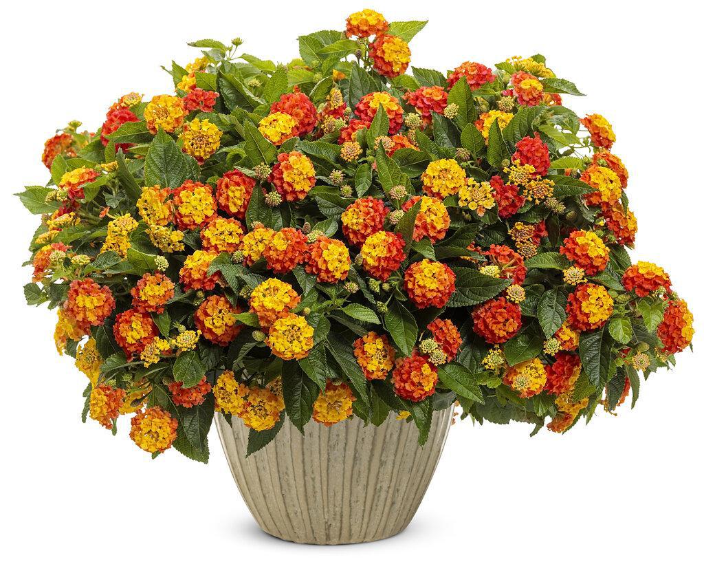Luscious® Basket Tangelow® Lantana | Proven Winners®