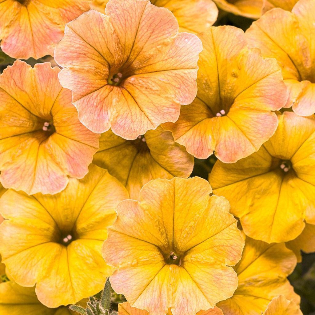 Supertunia® Honey™ Petunia | Proven Winners®