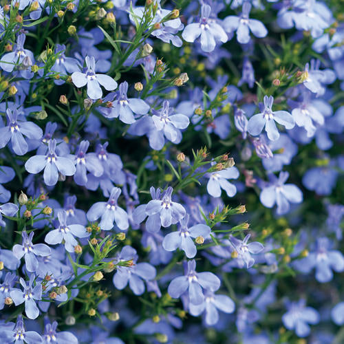 Laguna® Sky Blue Lobelia | Proven Winners®