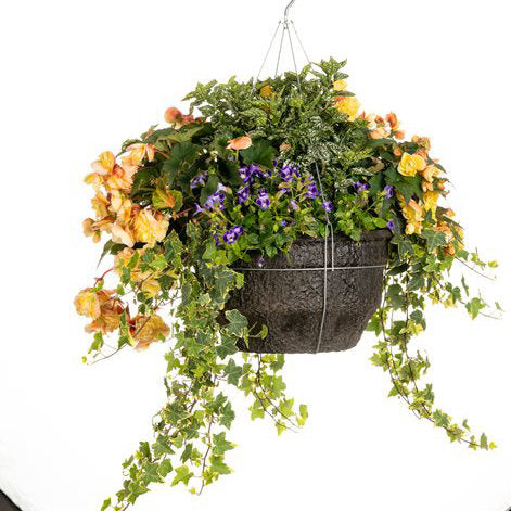 Double Delight™ Primrose Begonia | Proven Winners