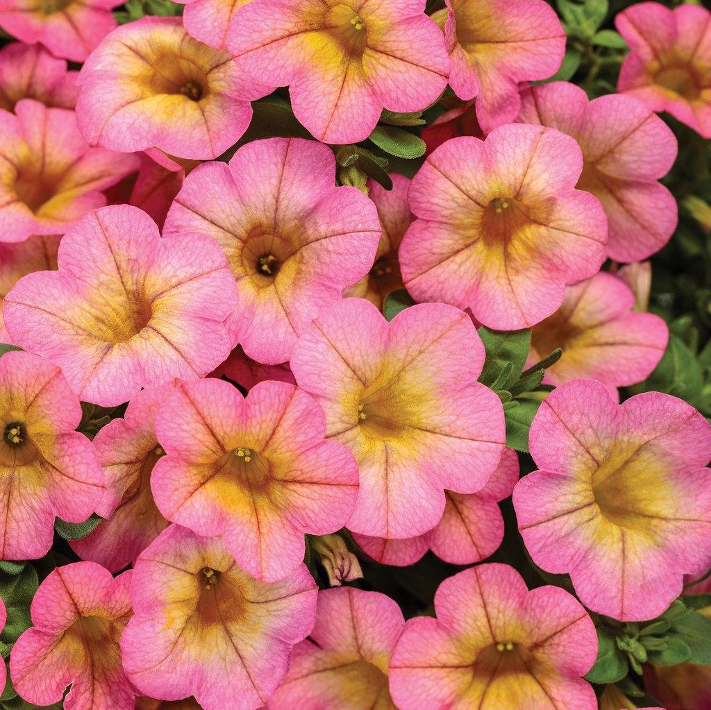 Superbells® Honeyberry™ Calibrachoa | Proven Winners®