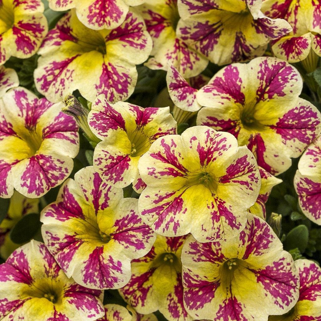 Superbells® Holy Moly!® Calibrachoa | Proven Winners®