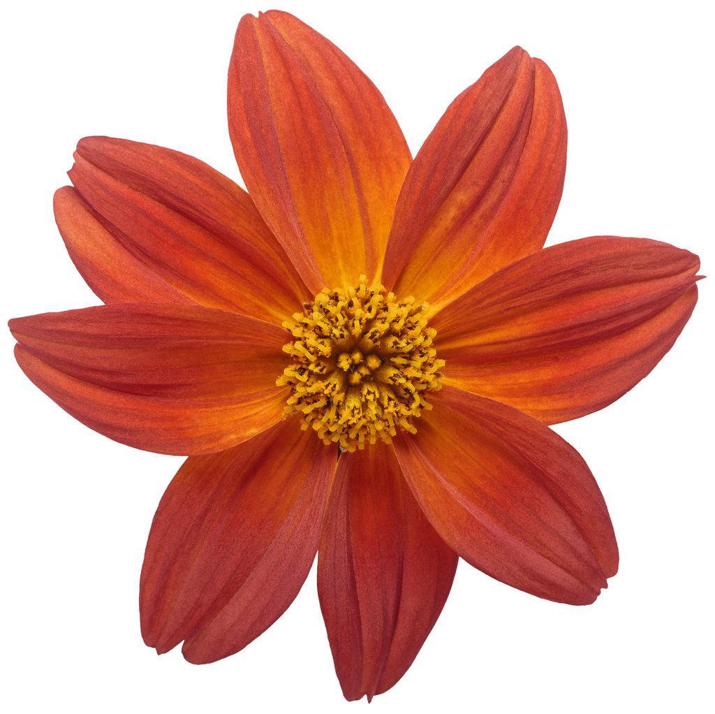 Campfire® Flame™ Bidens | Proven Winners®