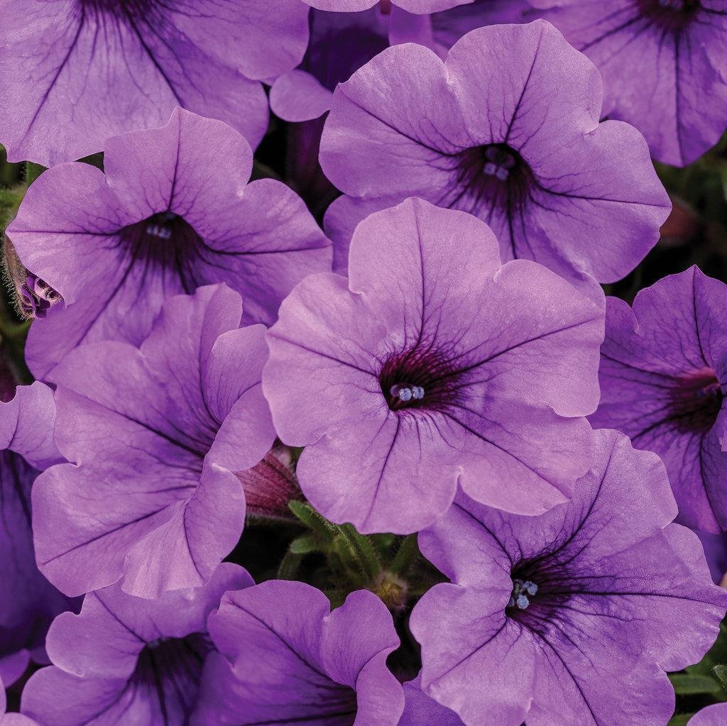 Supertunia Mini Vista® Indigo Petunia | Proven Winners®