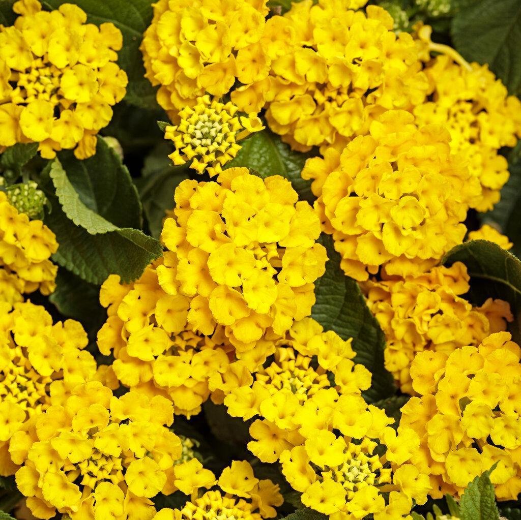 Luscious® Royale Lemon Tart™ Lantana | Proven Winners®