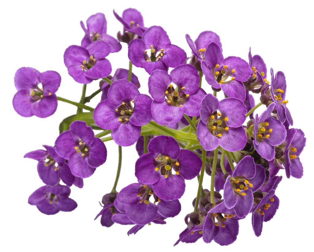 Violet Knight® Sweet Alyssum | Proven Winners®