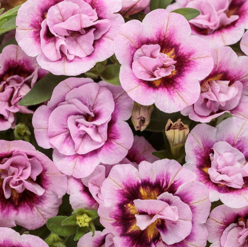Superbells® Double Smitten Pink™ Double Calibrachoa | Proven Winners®
