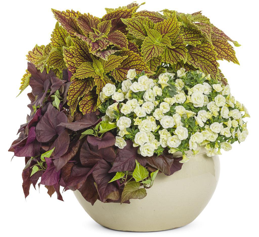 Sweet Caroline Sweetheart Mahogany™ Ornamental Sweet Potato Vine