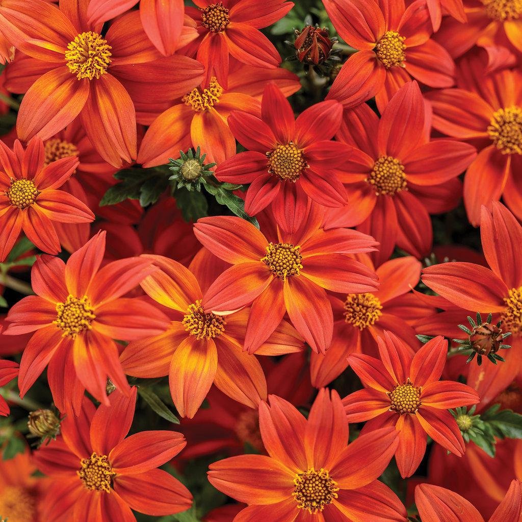 Campfire® Flame™ Bidens | Proven Winners®