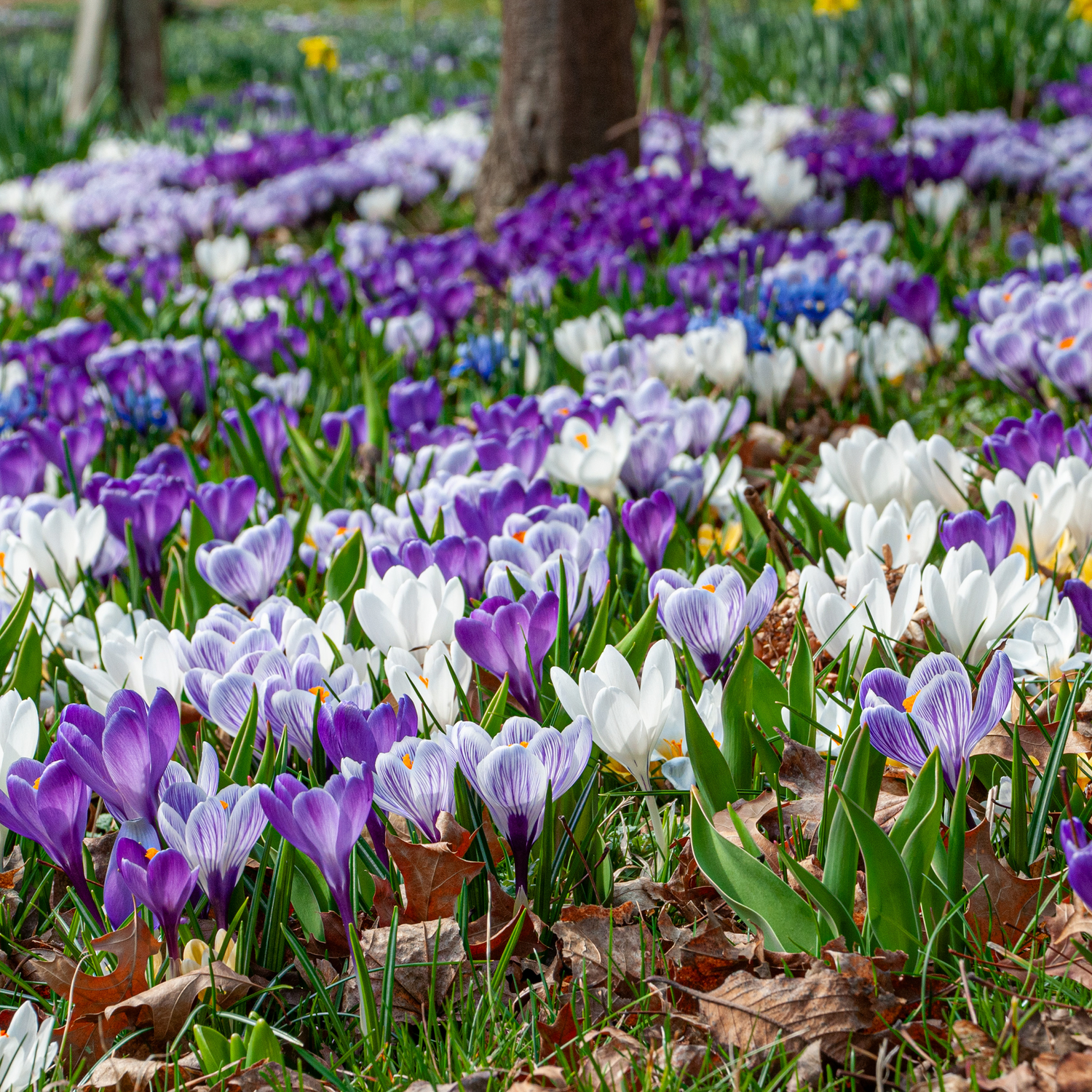Dutch Crocus Mix