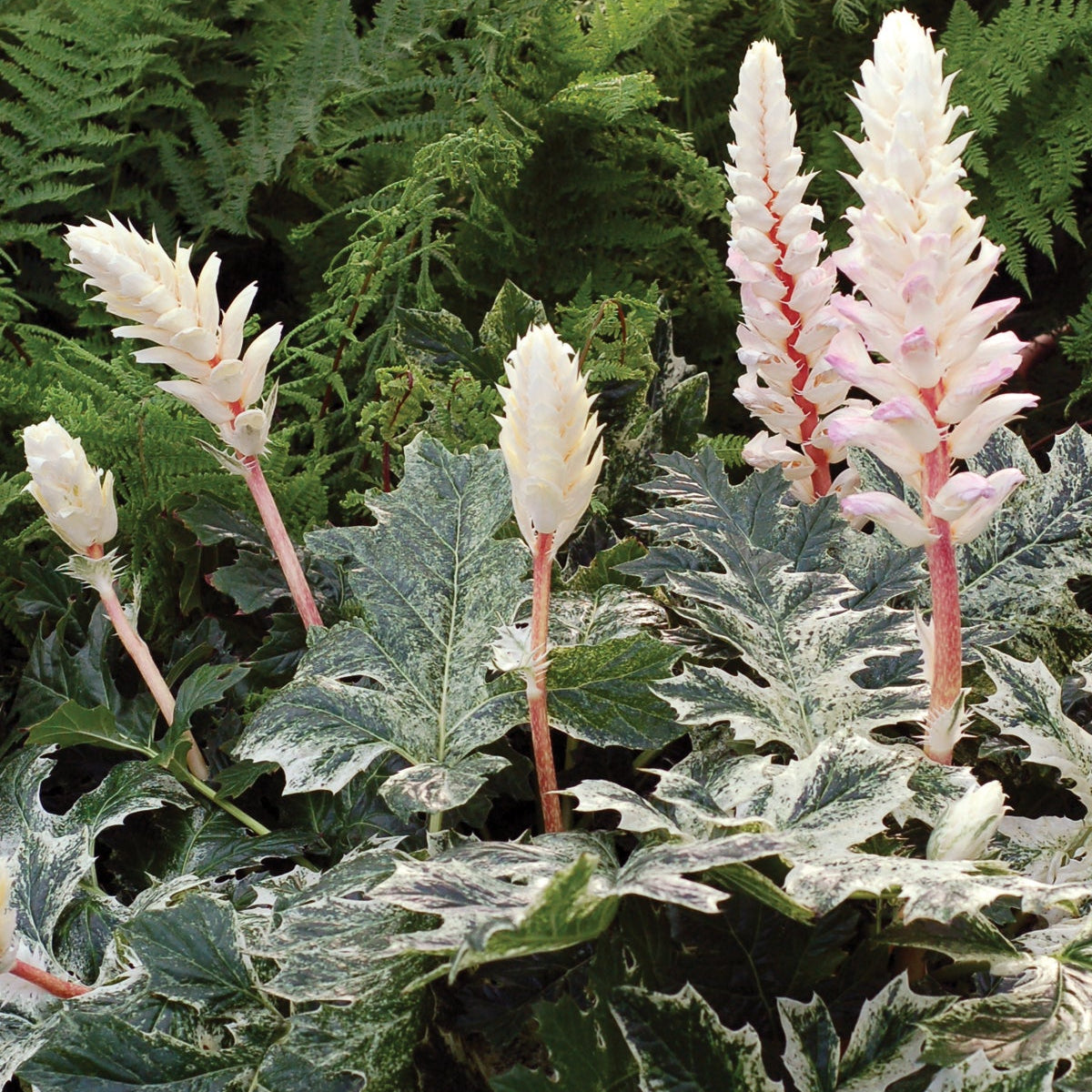 ‘Whitewater’ Acanthus | Creekside Champions™
