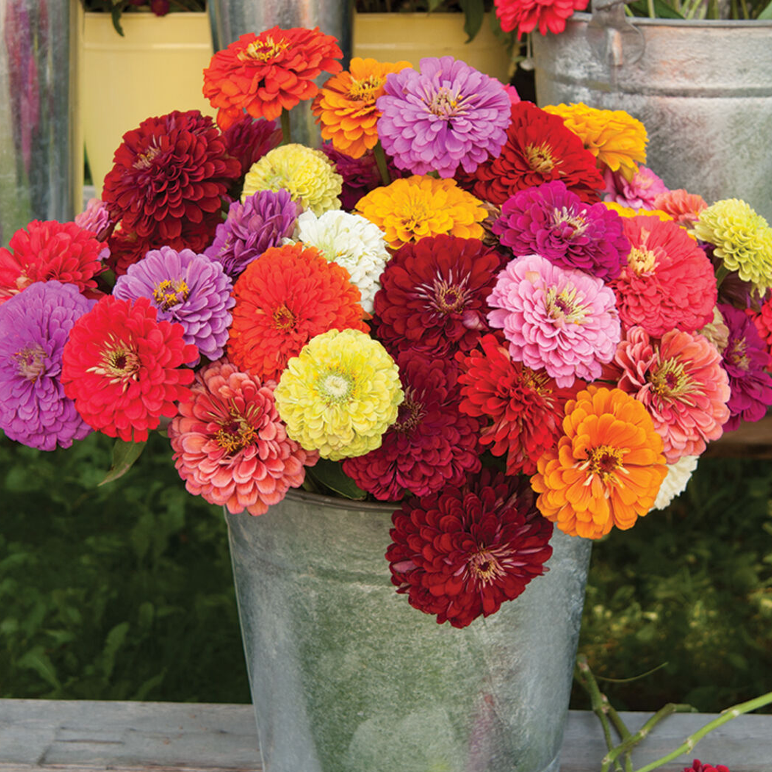 Benary's Giant Mix Zinnia Seeds