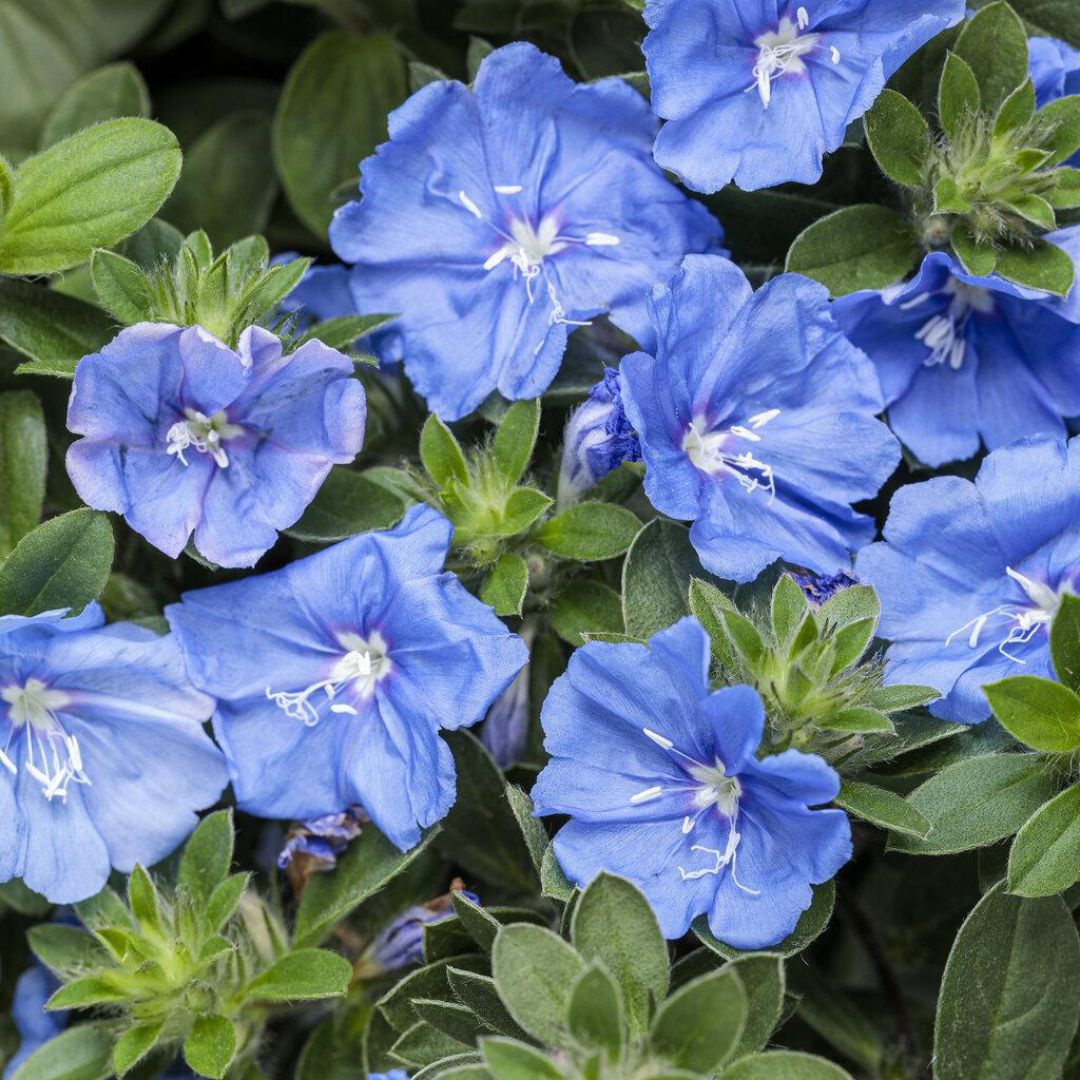 Blue My Mind® XL Dwarf Morning Glory Evolvulus | Proven Winners®