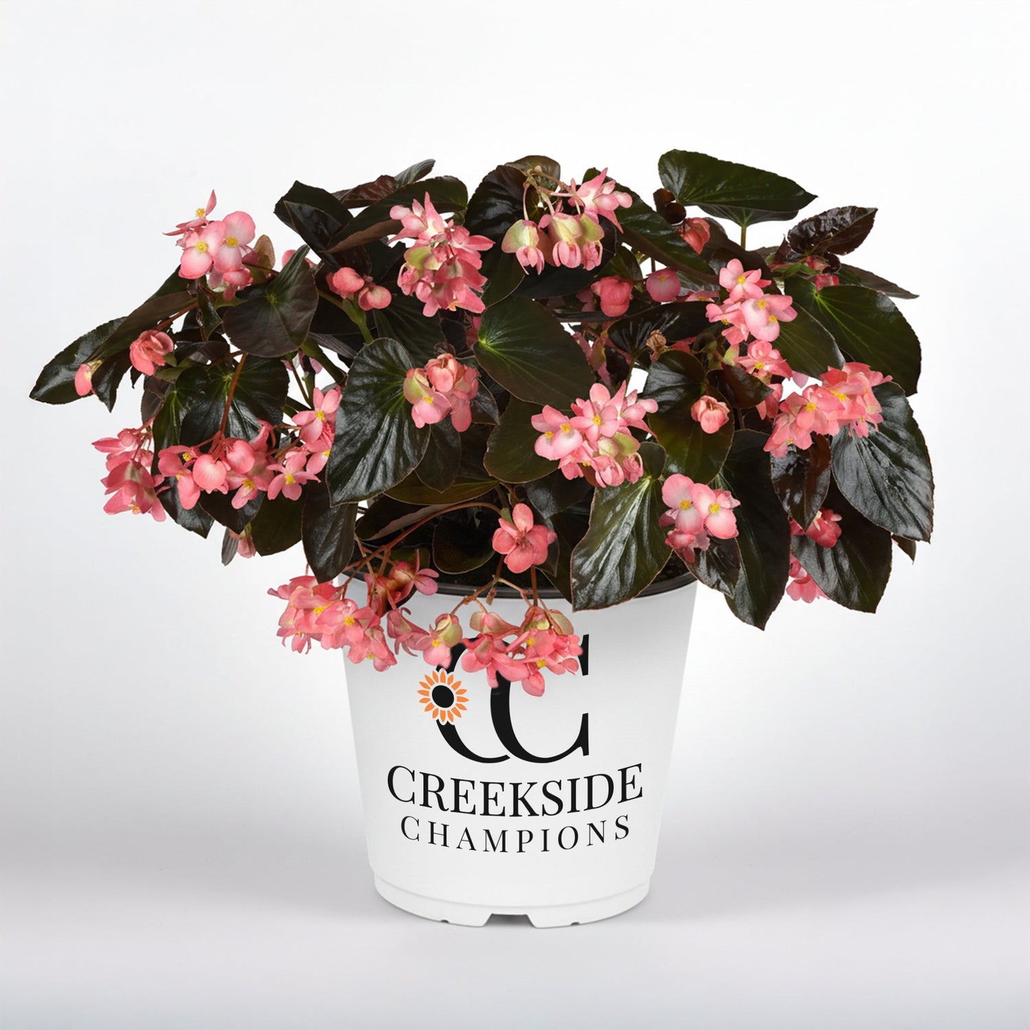 Dragon Wing® Pink Begonia | Creekside Champions™