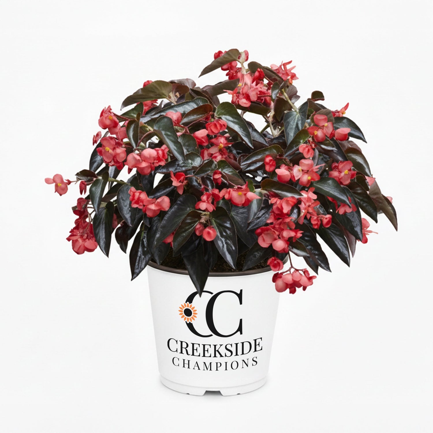 Dragon Wing® Red Begonia | Creekside Champions™