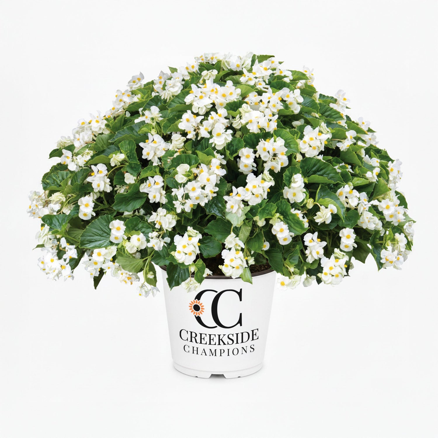 Dragon Wing® White Begonia | Creekside Champions™