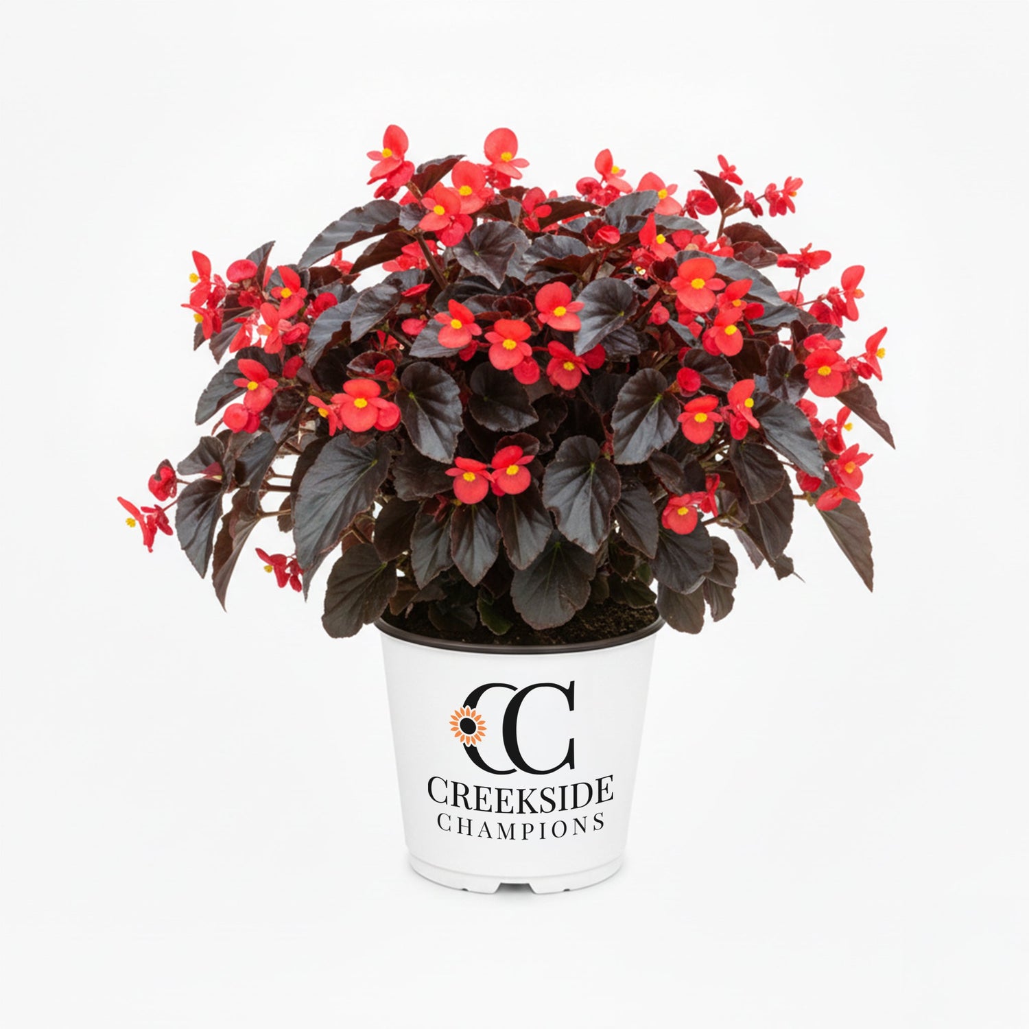 Viking® XL 'Red on Chocolate' Begonia | Creekside Champions™