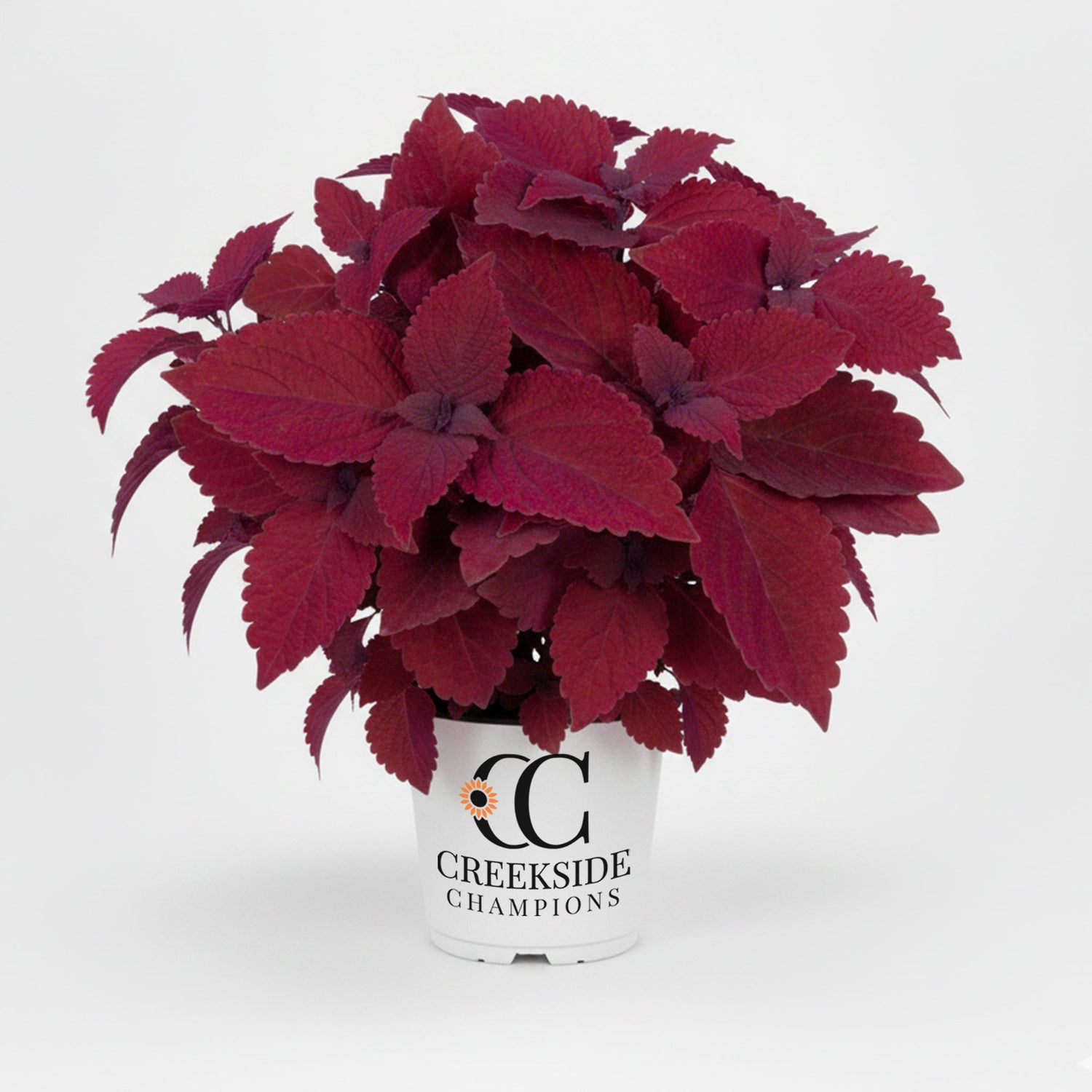 Main Street Beale Street' Coleus | Creekside Champions™