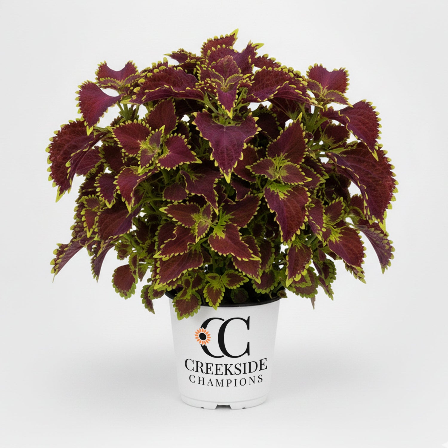 Main Street Bourbon Street' Coleus | Creekside Champions™