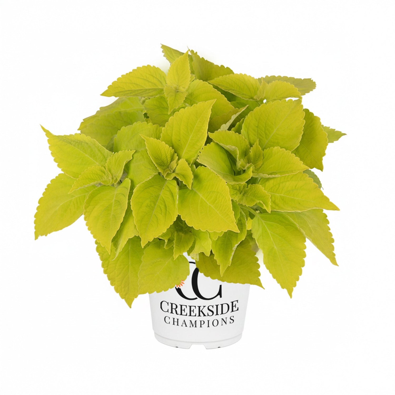 Main Street Chartres Street' Coleus | Creekside Champions™
