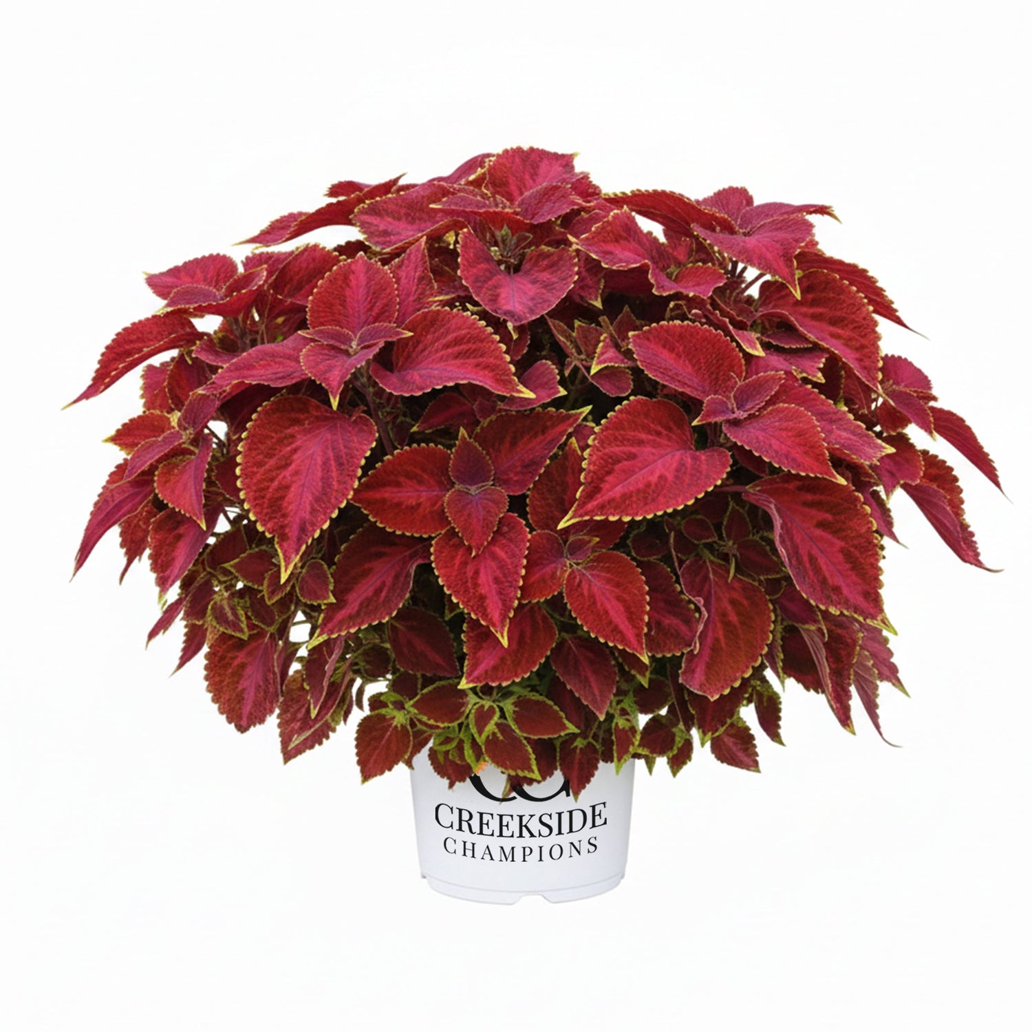 Main Street Oxford Street' Coleus | Creekside Champions™