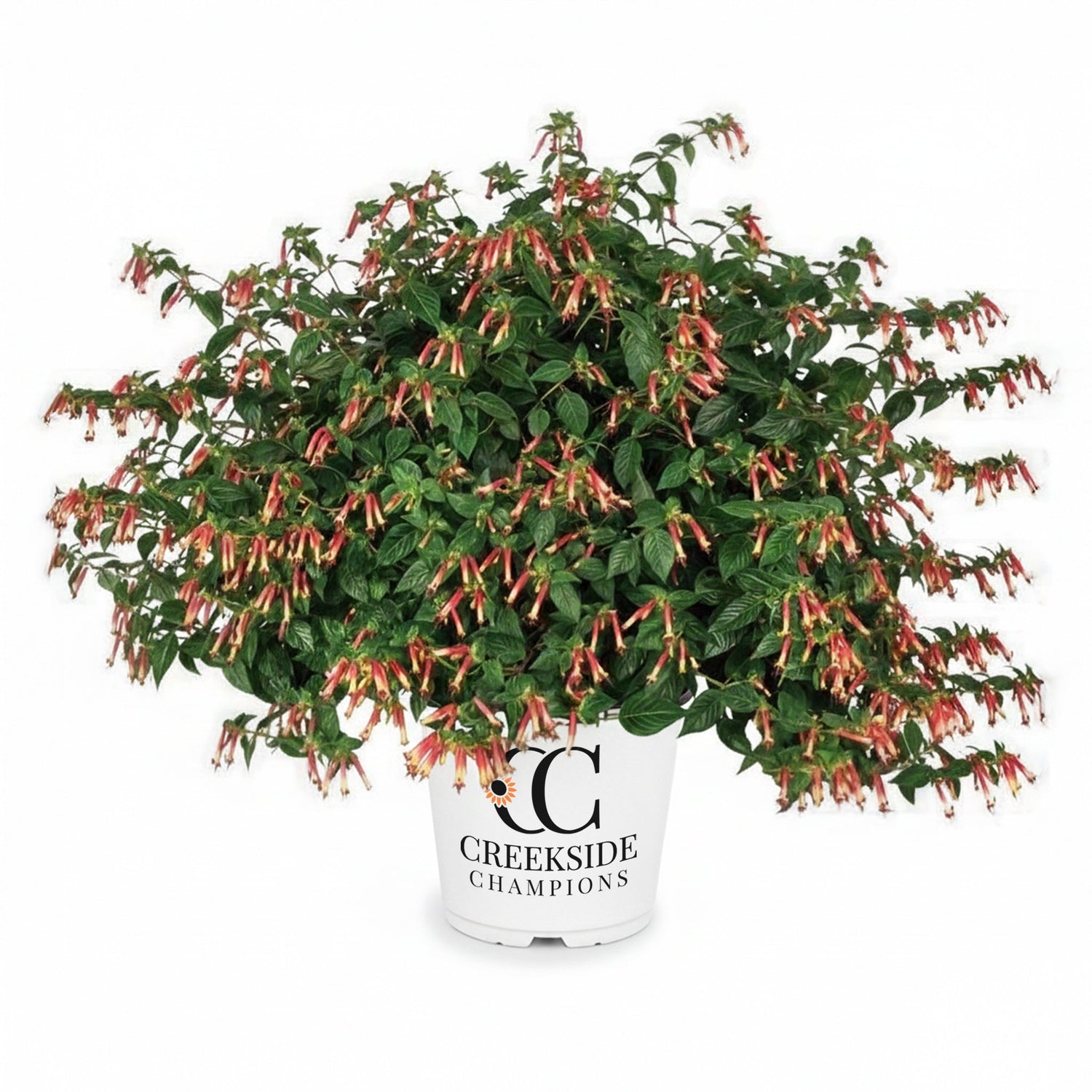 Hummingbird’s Lunch' Cuphea | Creekside Champions™
