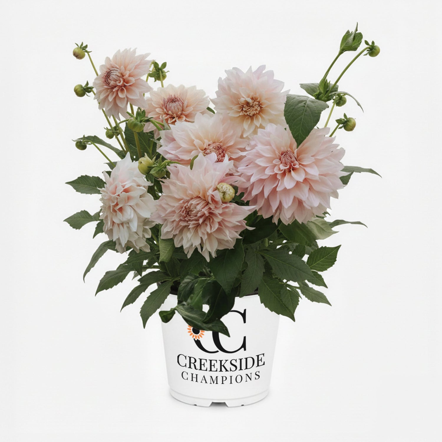 Cafe Au Lait' Dahlia | Creekside Champions™