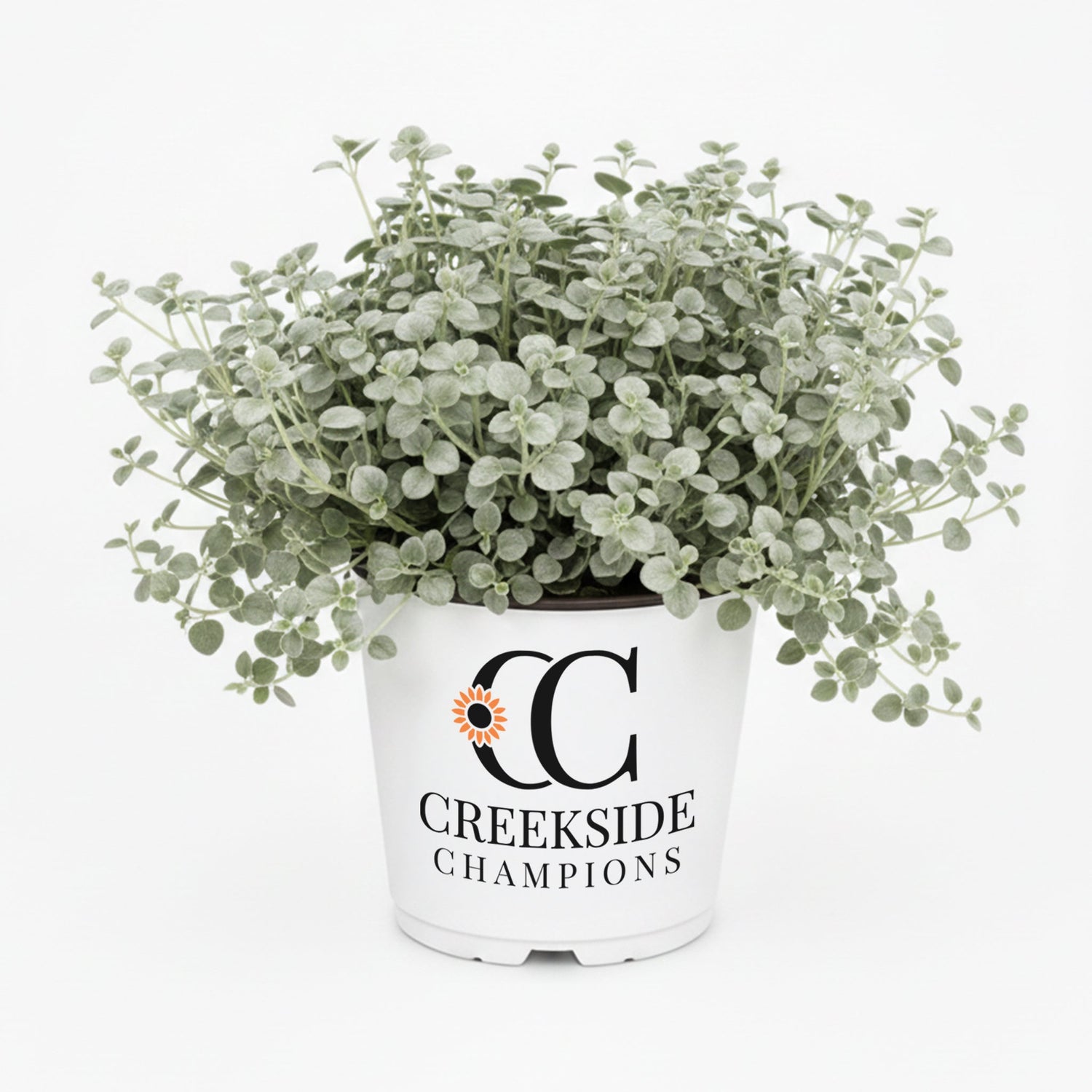 Silver Falls™ Dichondra | Creekside Champions™