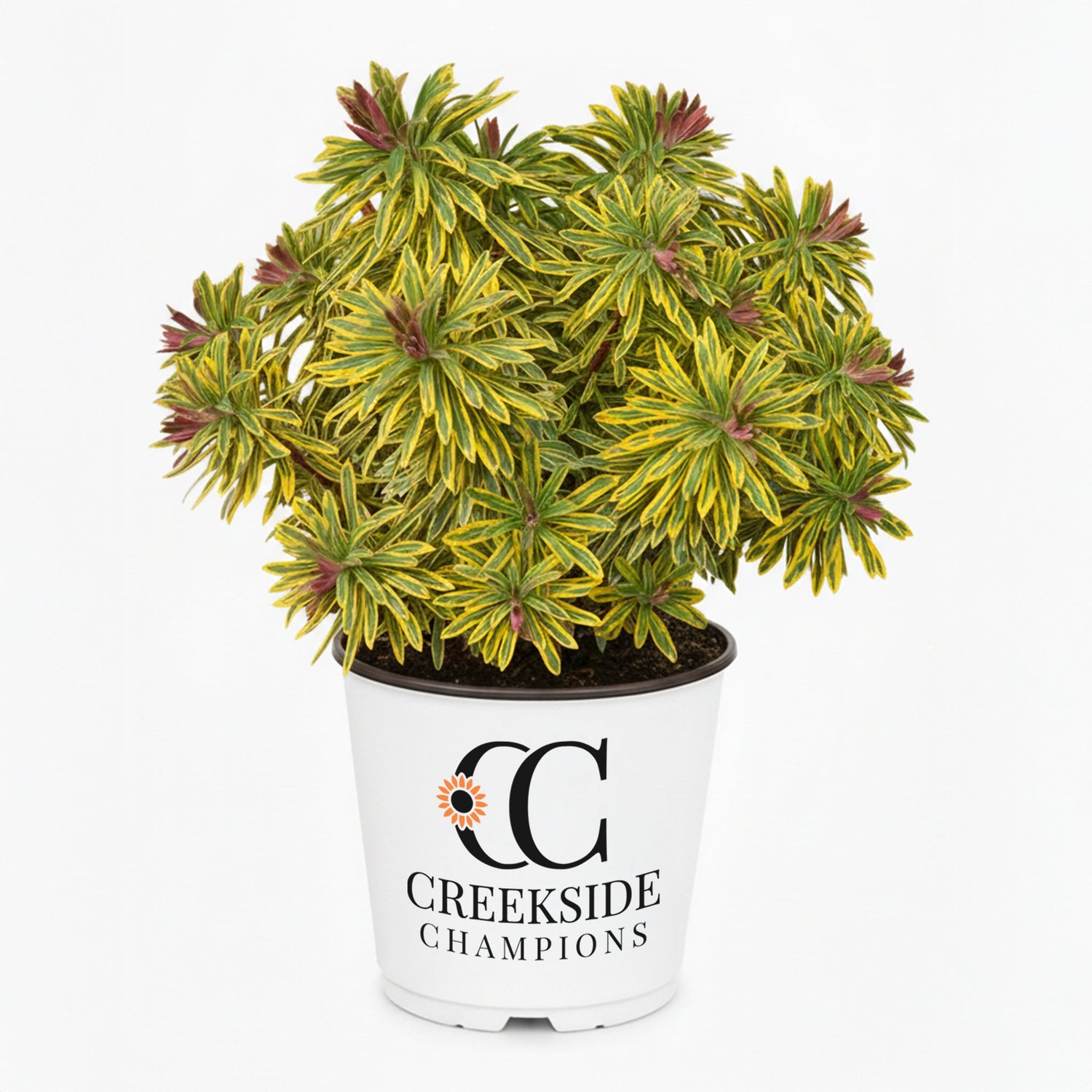 Ascot Rainbow' Euphorbia | Creekside Champions™