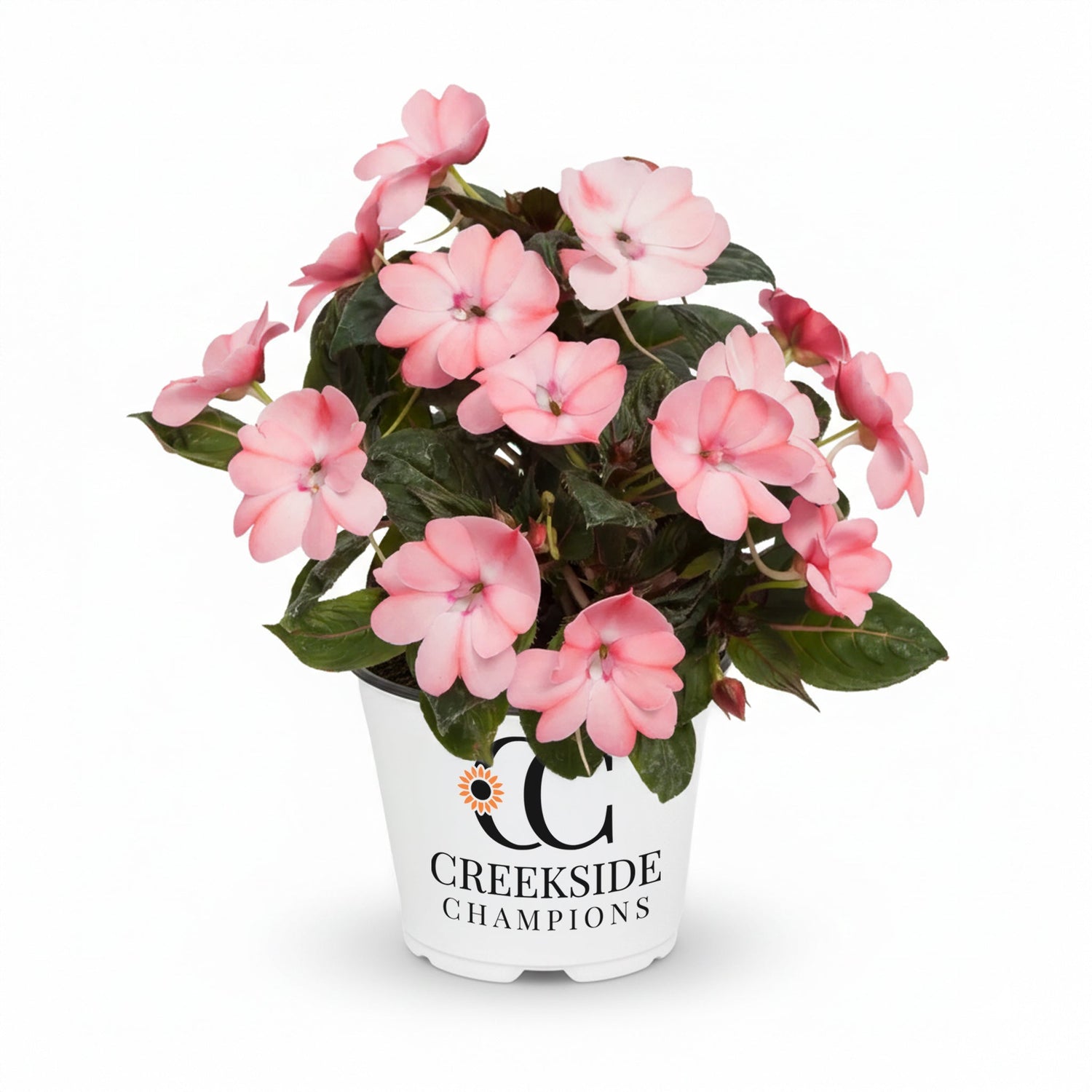 SunPatiens® 'Compact Blush Pink' Impatiens | Creekside Champions™