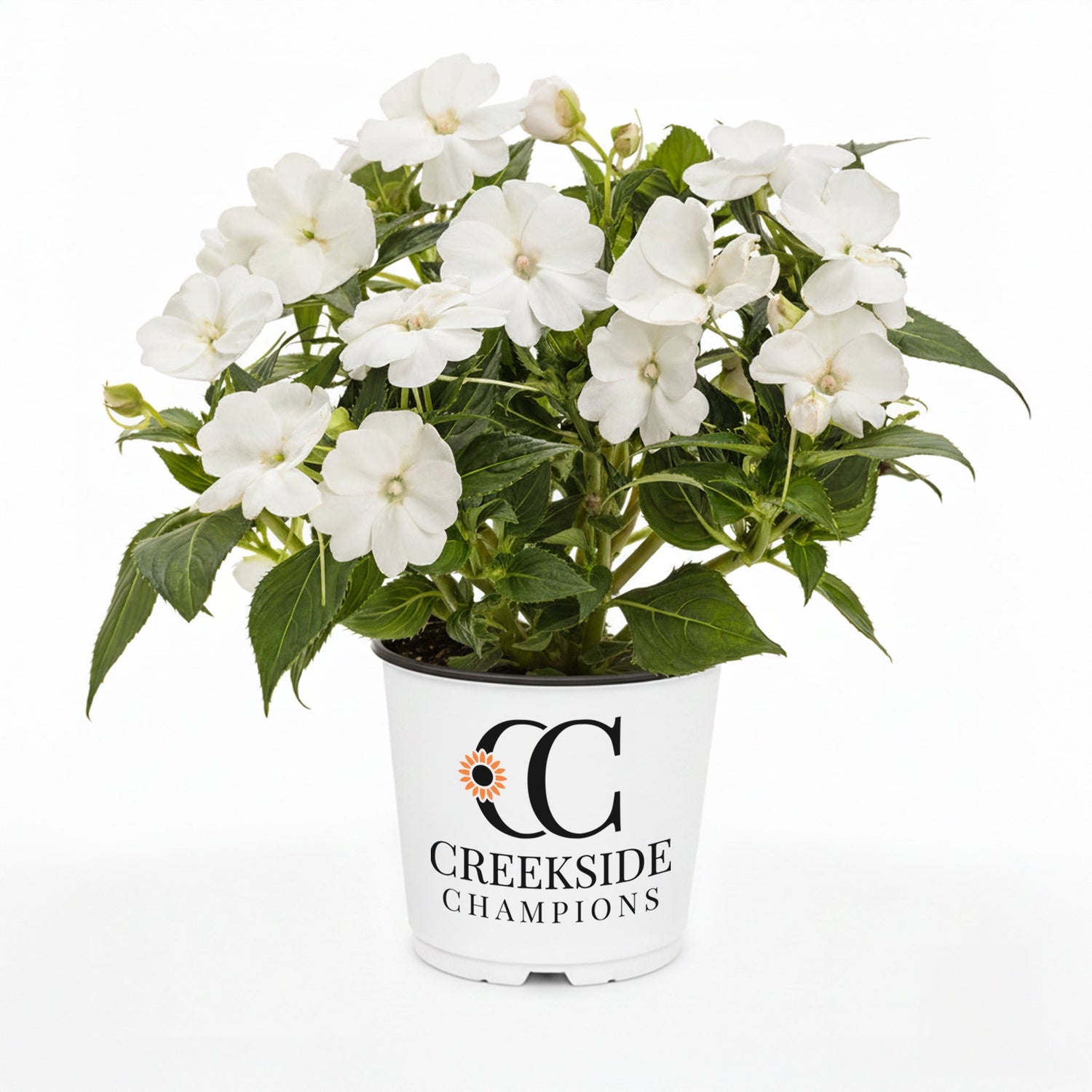 SunPatiens® 'Compact Classic White' Impatiens | Creekside Champions™