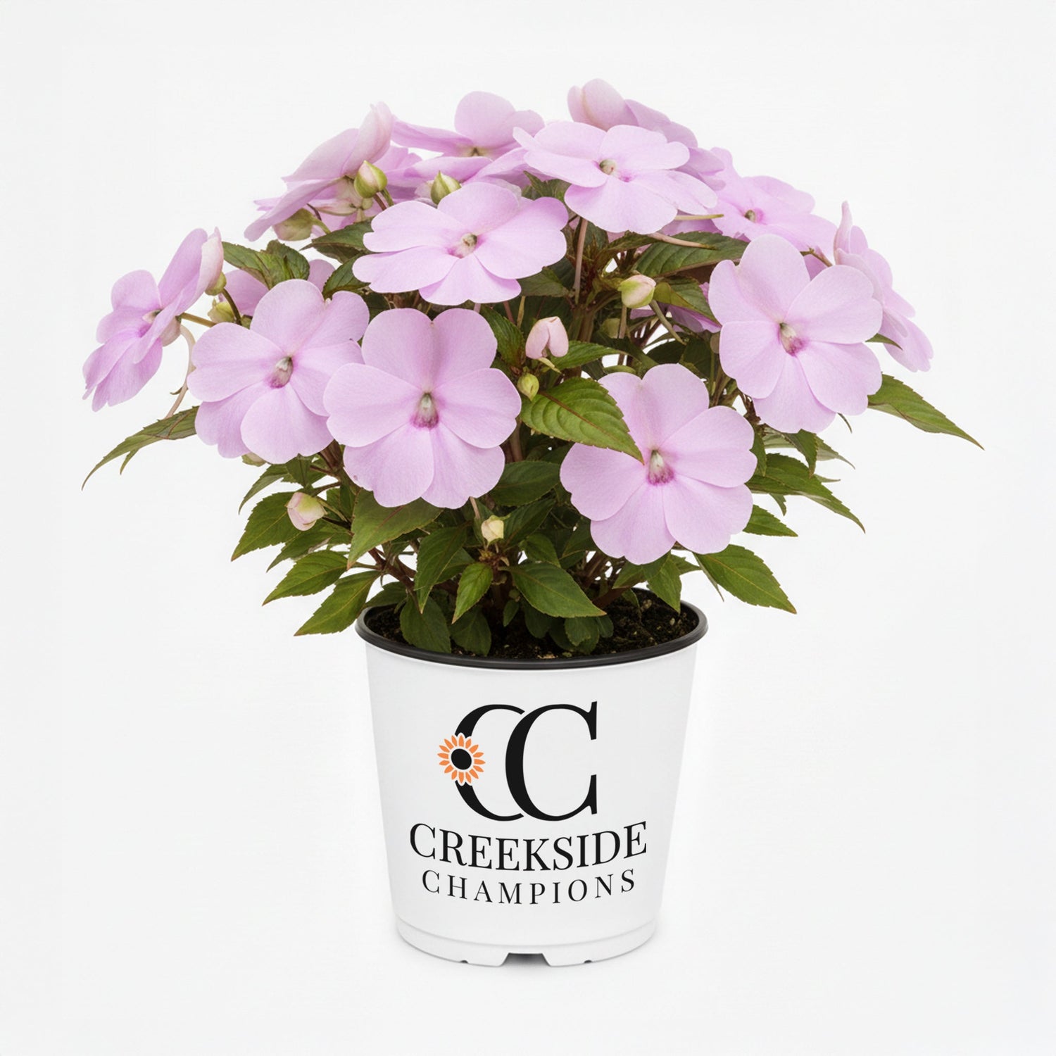 SunPatiens® 'Compact Orchid Blush' Impatiens | Creekside Champions™