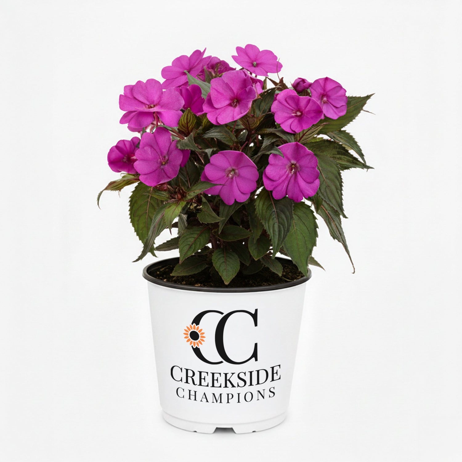 SunPatiens® 'Compact Purple Candy' Impatiens | Creekside Champions™
