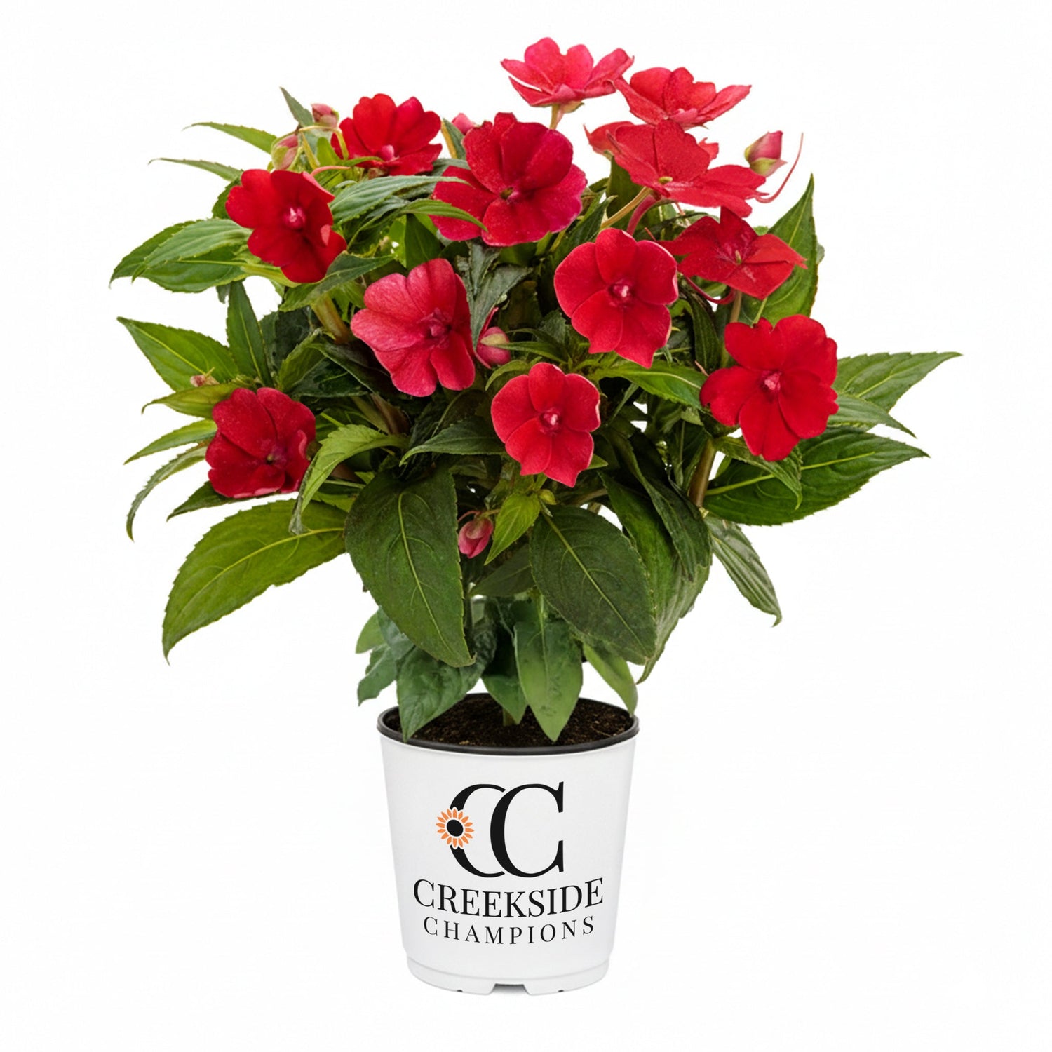 SunPatiens® 'Compact Red' Impatiens | Creekside Champions™