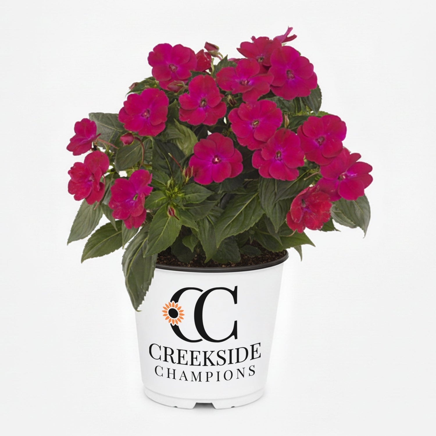 SunPatiens® 'Compact Rose Glow' Impatiens | Creekside Champions™