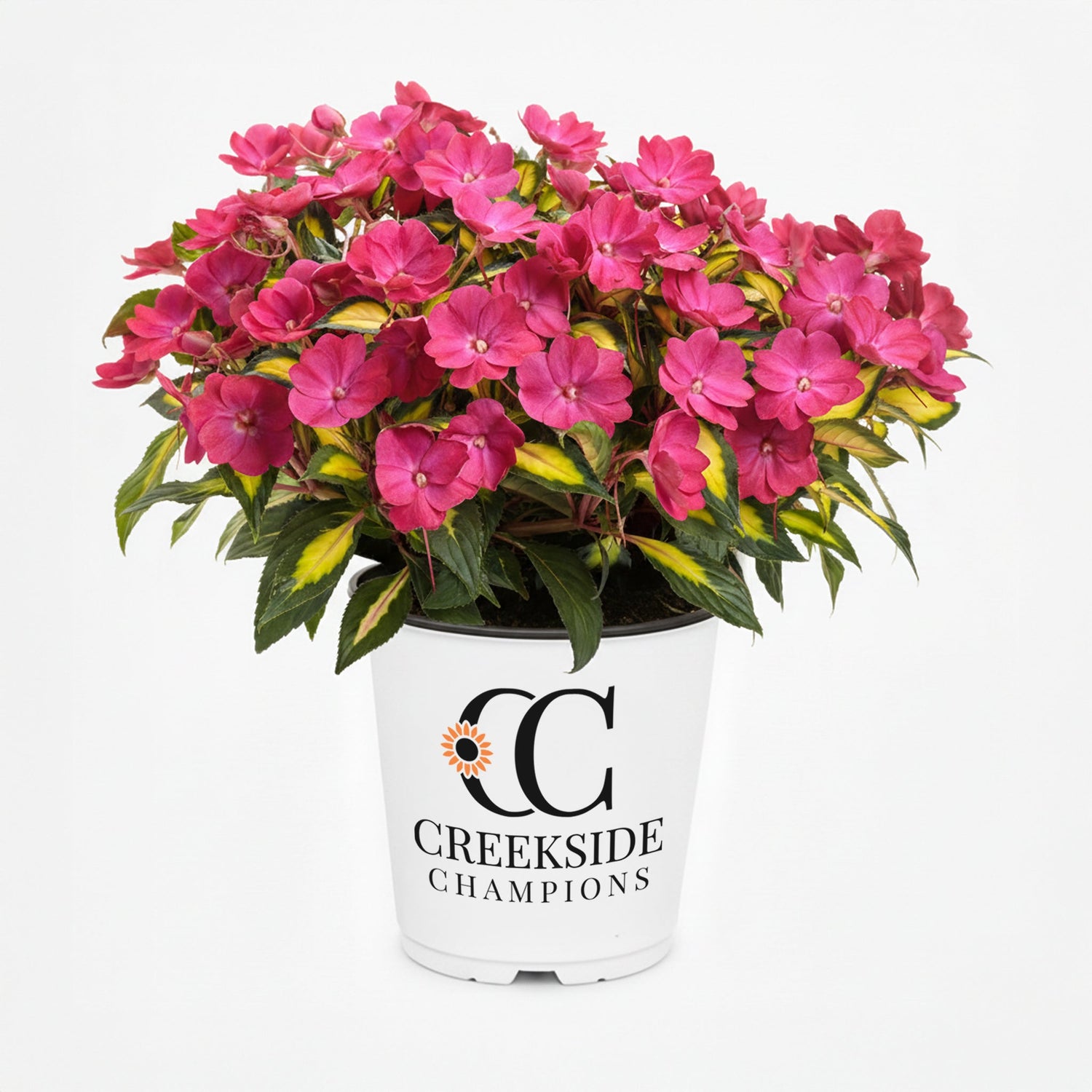 SunPatiens® 'Compact Tropical Rose' Impatiens | Creekside Champions™