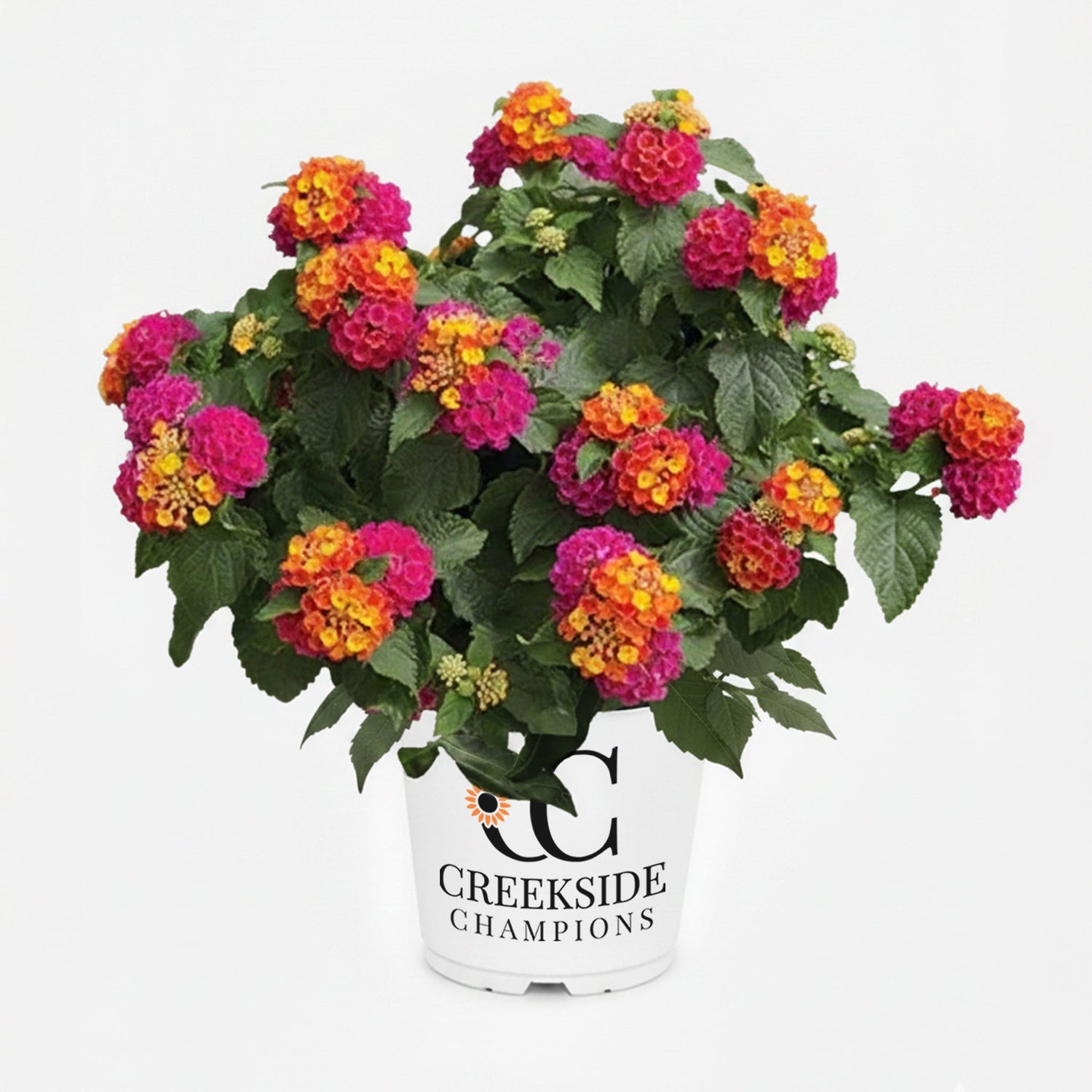 Bandana® Cherry Sunrise Lantana | Creekside Champions™