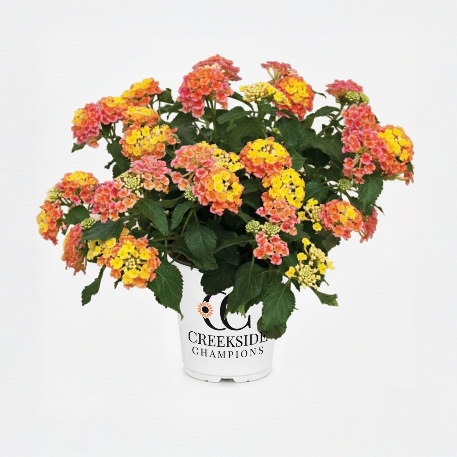 Bandana® Peach Lantana | Creekside Champions™