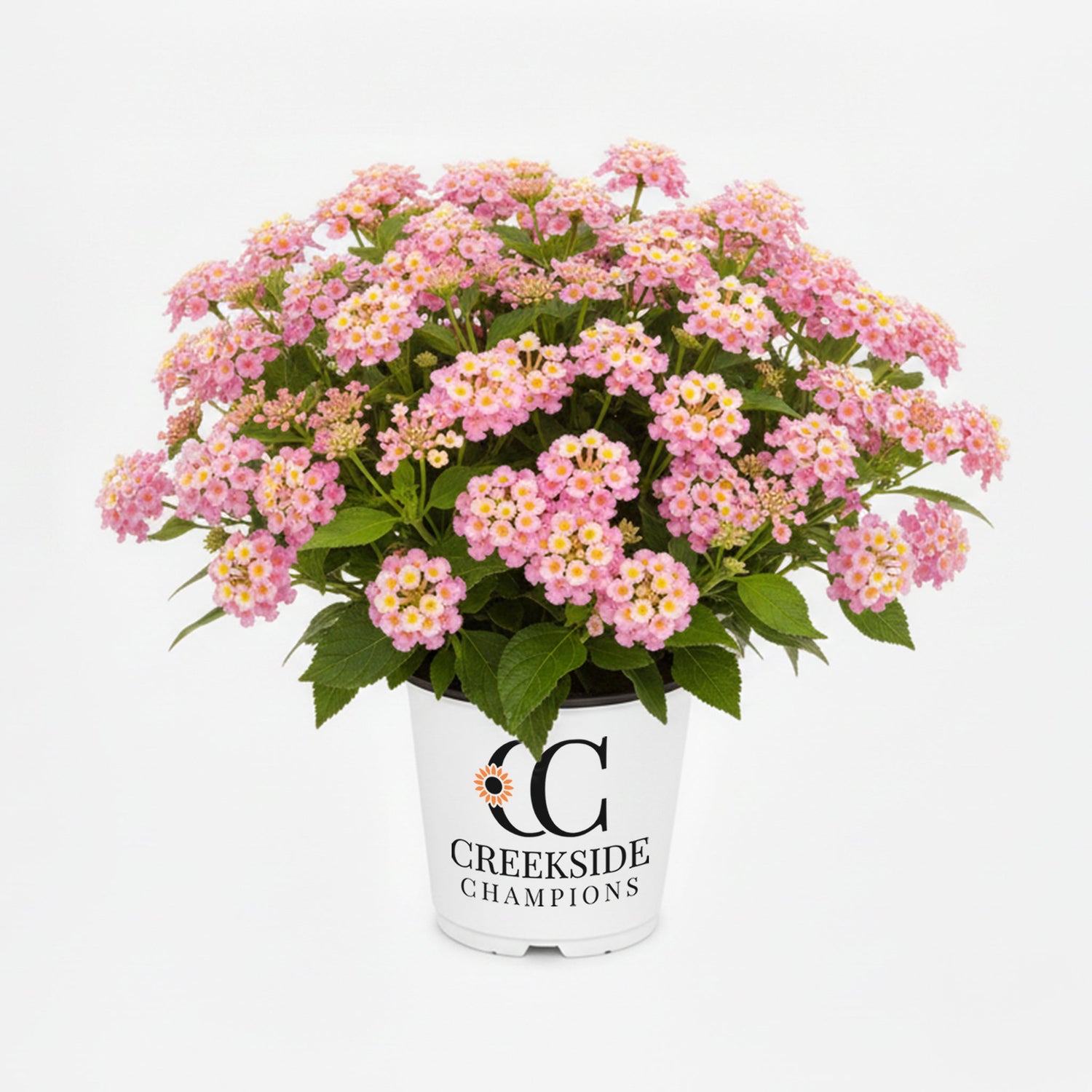 Bandana® Pink Lantana | Creekside Champions™