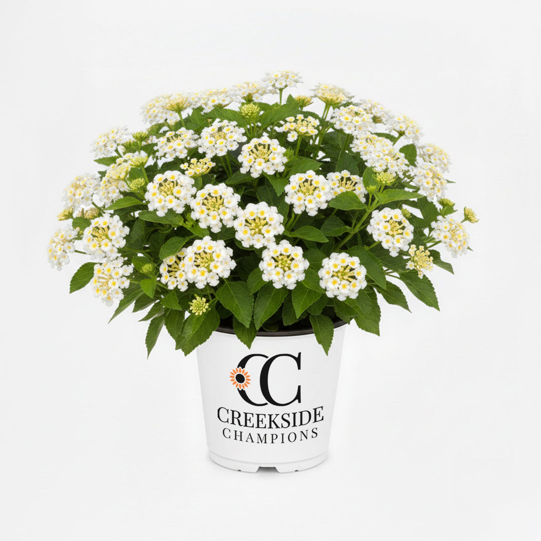 Bandana® White Lantana | Creekside Champions™