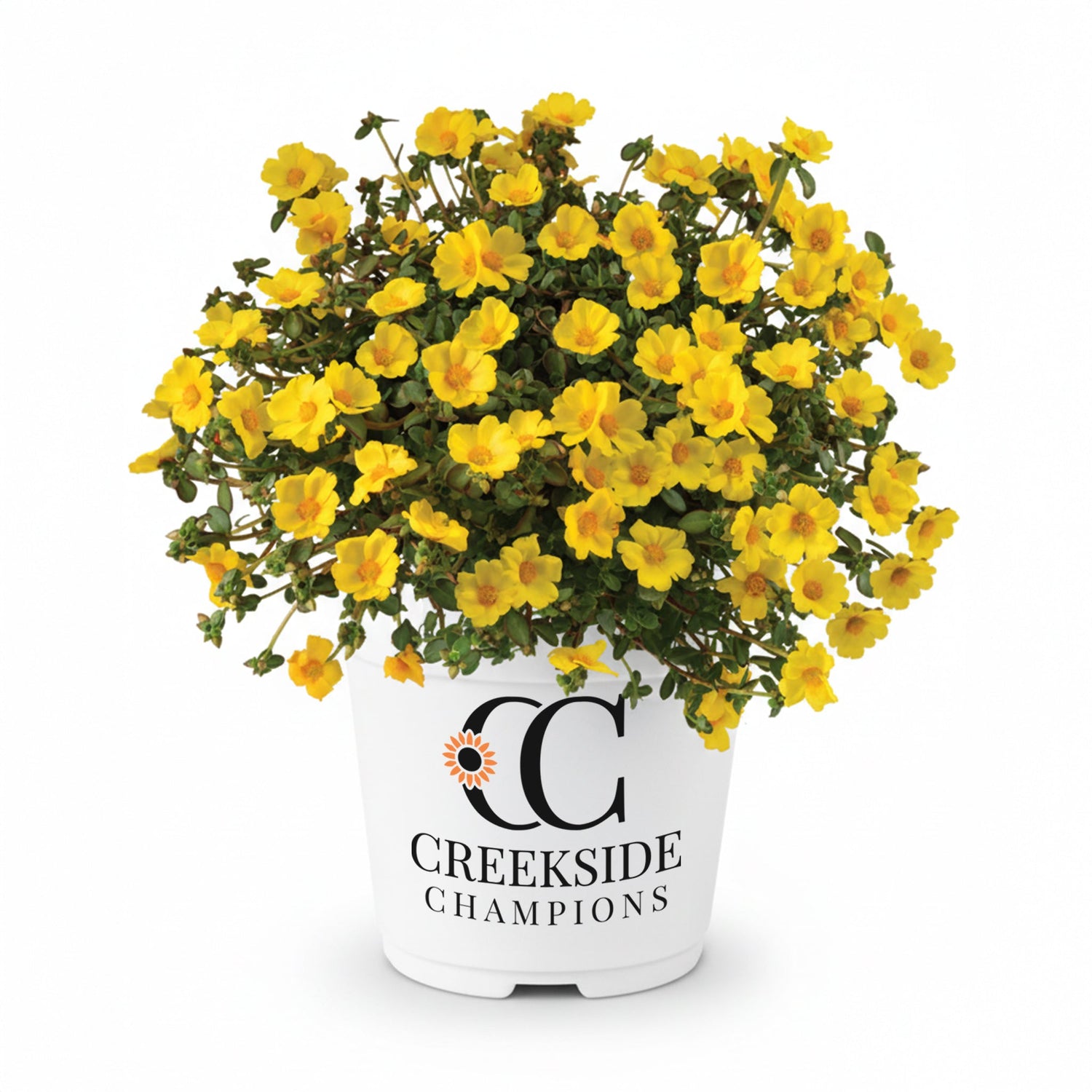 Mega Pazzaz™ Gold Portulaca | Creekside Champions™
