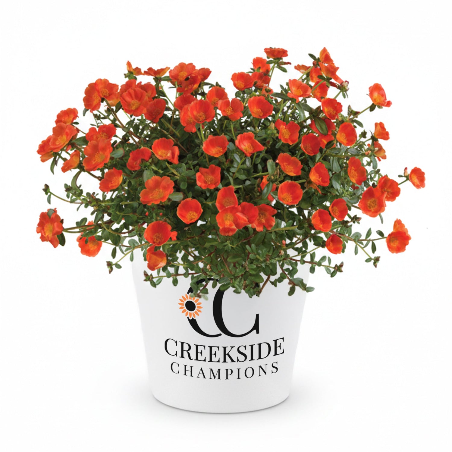 Mega Pazzaz™ Orange Portulaca | Creekside Champions™